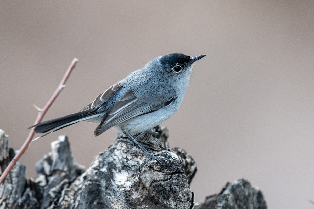 Black-tailed Gnatcatcher - Mike Henry