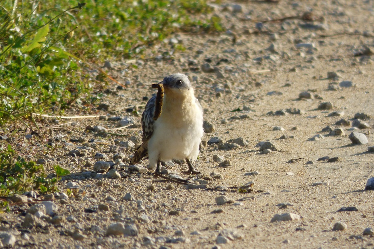 Great Spotted Cuckoo - ML317983951
