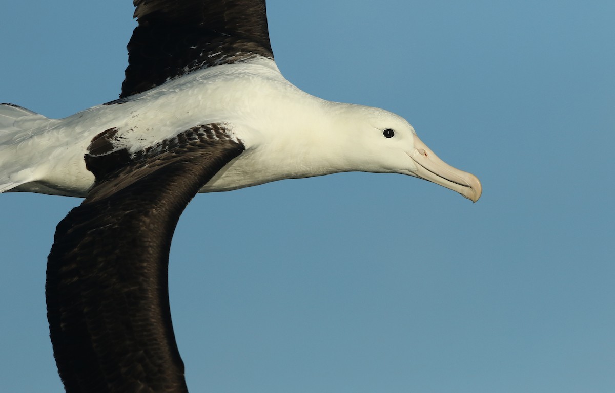 Northern Royal Albatross - ML31798871
