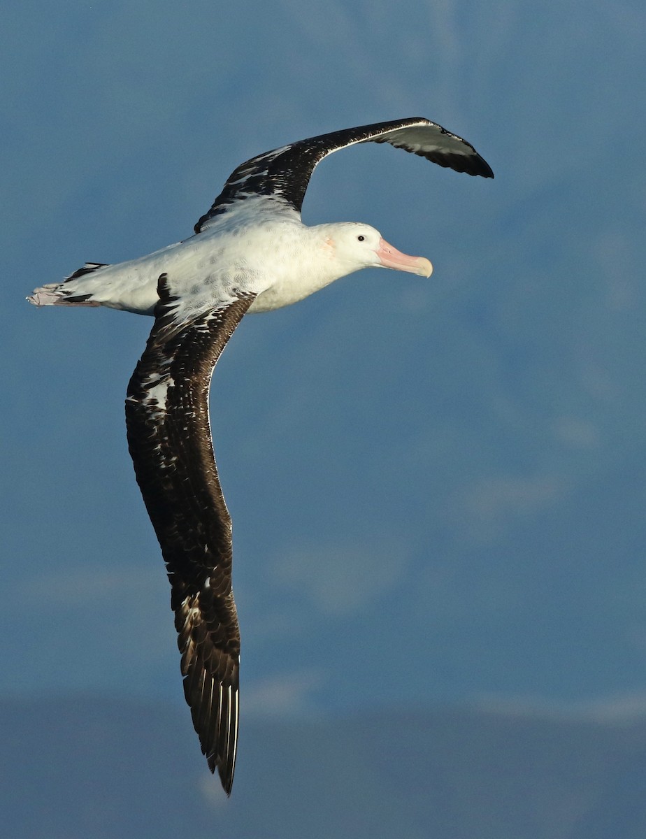 Albatros de las Antípodas (gibsoni) - ML31798881
