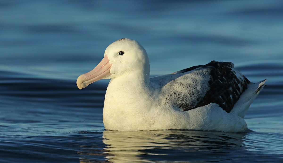 Antipodean Albatross (gibsoni) - ML31798901