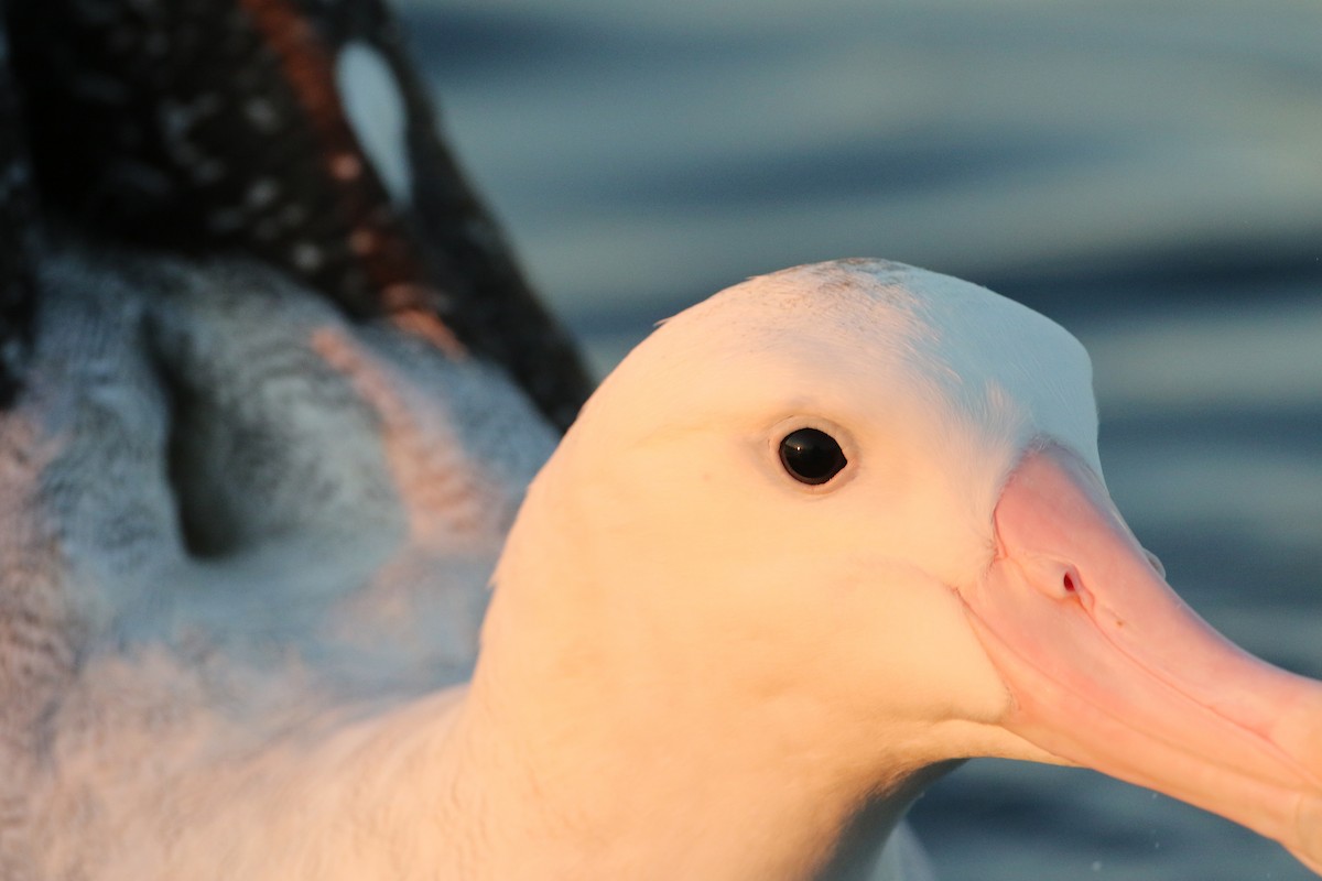 albatros jižní (ssp. gibsoni) - ML31798911