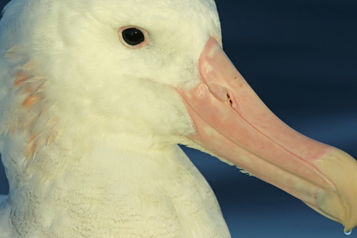 Antipodean Albatross (gibsoni) - ML31798921