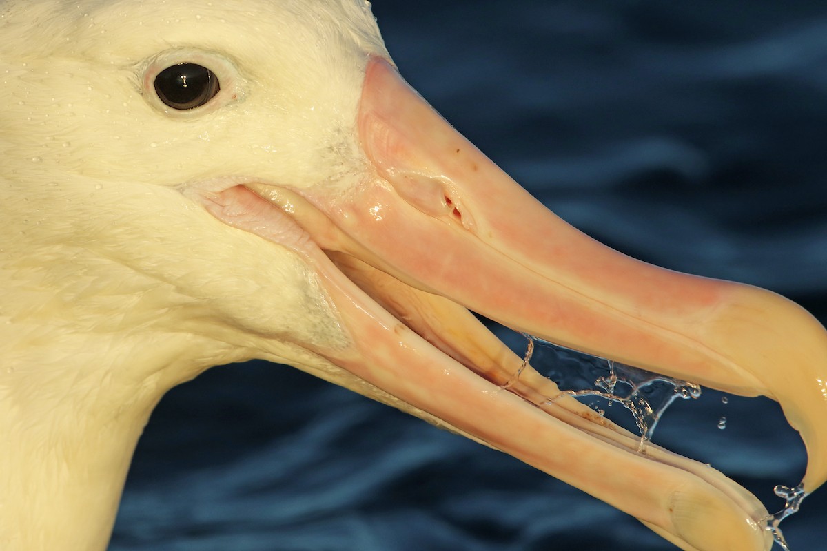 Antipodean Albatross (Gibson's) - Luke Seitz