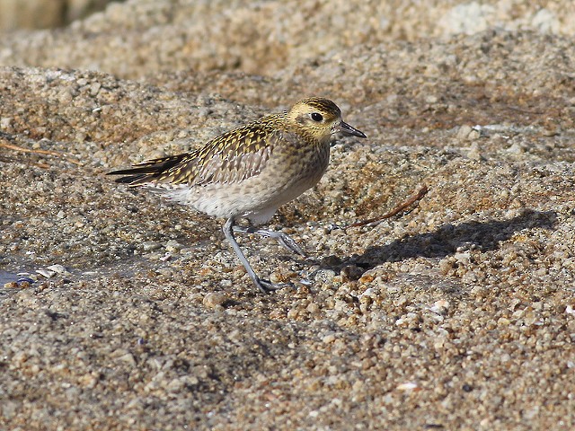 Pacific Golden-Plover - Anonymous