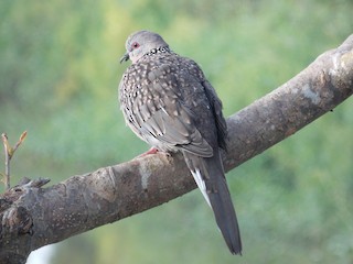 Spotted Dove, ML31799881