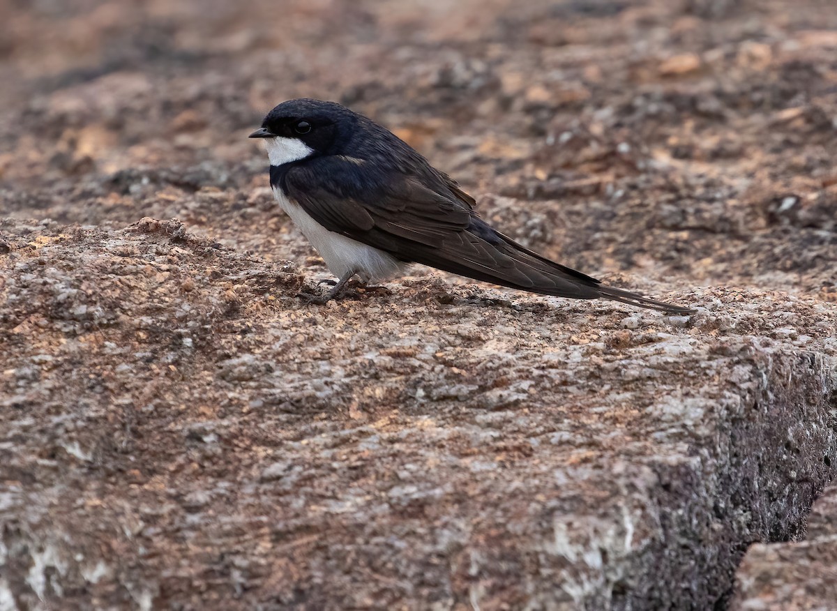 Black-collared Swallow - ML317999861