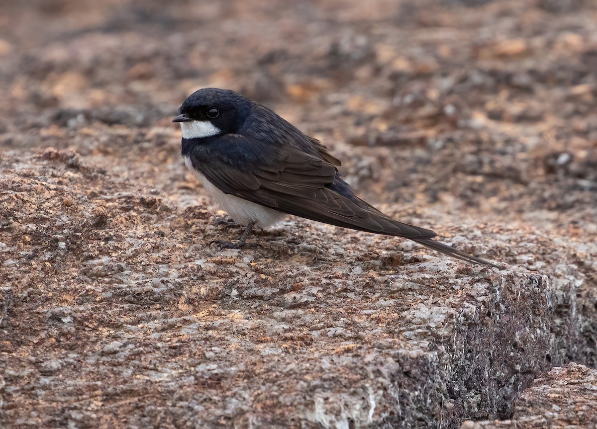 Black-collared Swallow - ML317999951