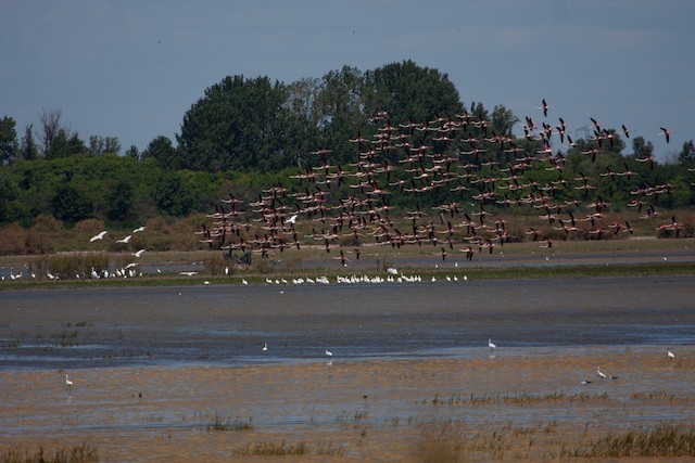 Camargue hosts one of the most important breeding colonies in the western Mediterranean. - Greater Flamingo - 
