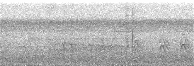 Jacamar à queue rousse (rufoviridis/heterogyna) - ML318002531