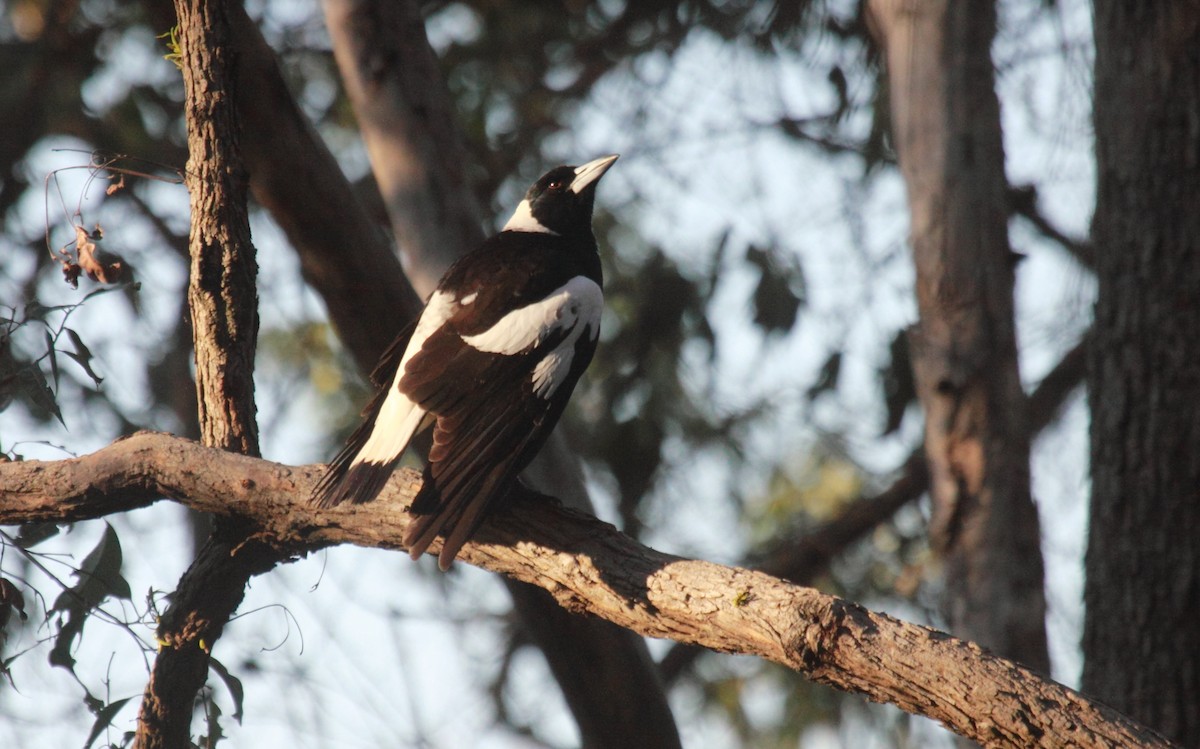 Australian Magpie (Black-backed) - Richard Fuller