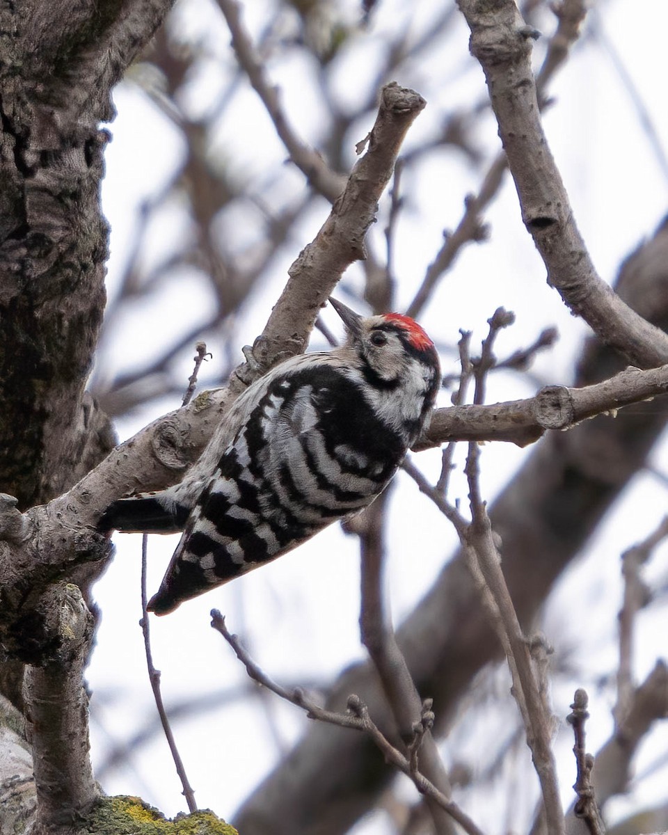 Lesser Spotted Woodpecker - ML318003301