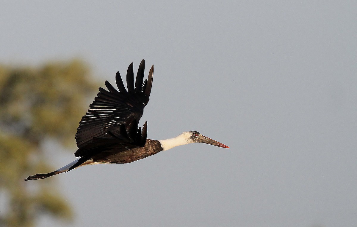 African Woolly-necked Stork - ML318010751