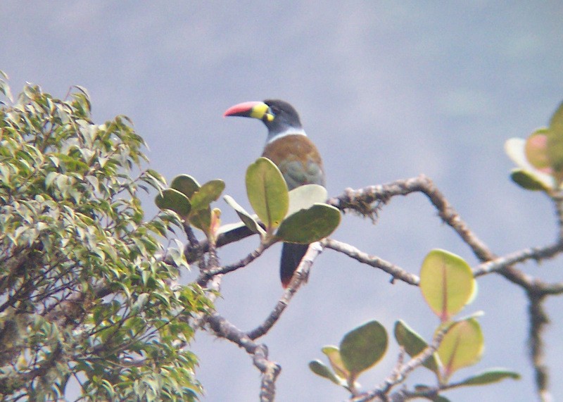 Gray-breasted Mountain-Toucan - Jeff Harding