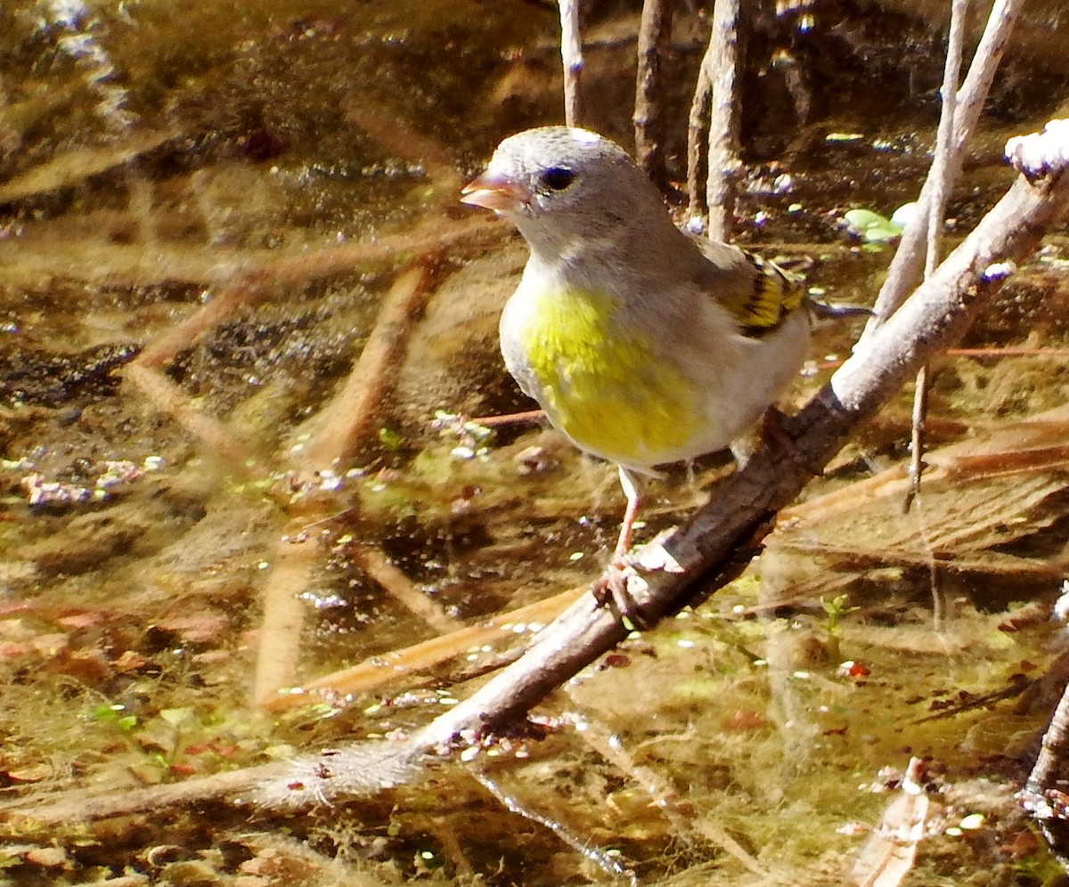 Lawrence's Goldfinch - ML318012201