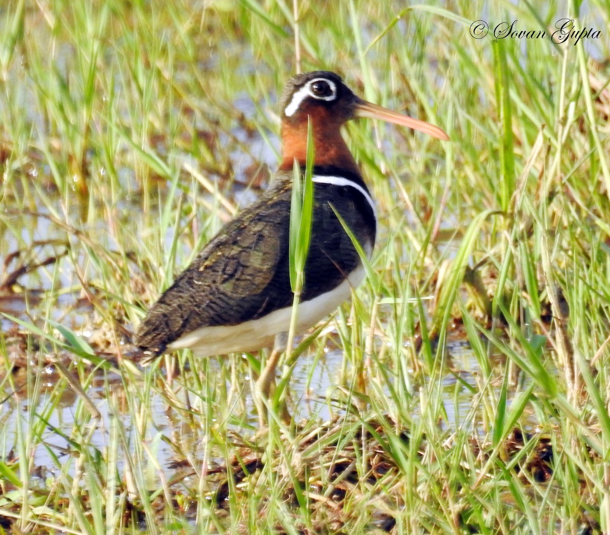 Greater Painted-Snipe - ML31801501