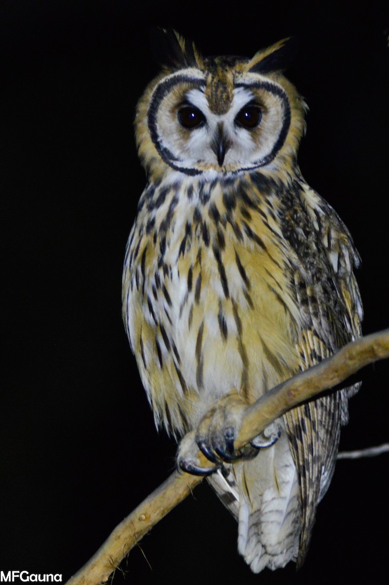 Striped Owl - Maria Fernanda Gauna