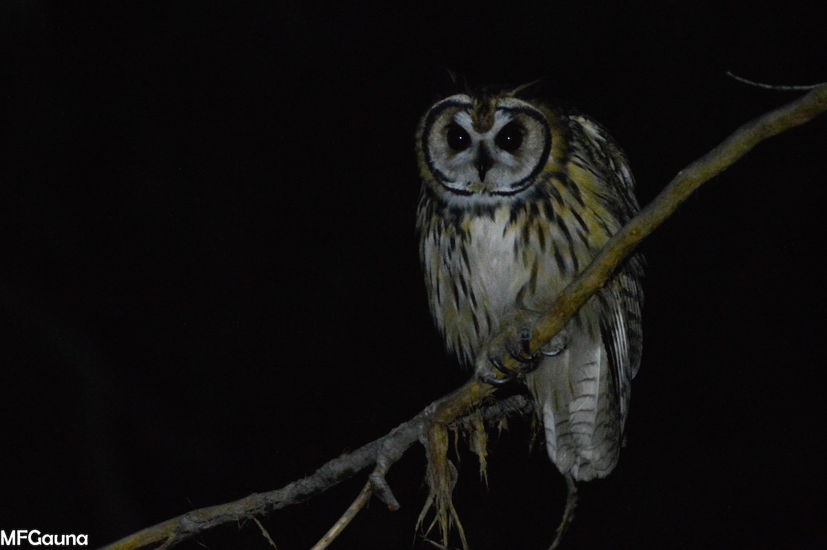 Striped Owl - ML318015491