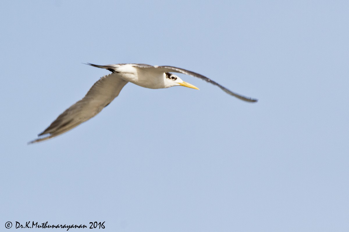 Great Crested Tern - ML31801821