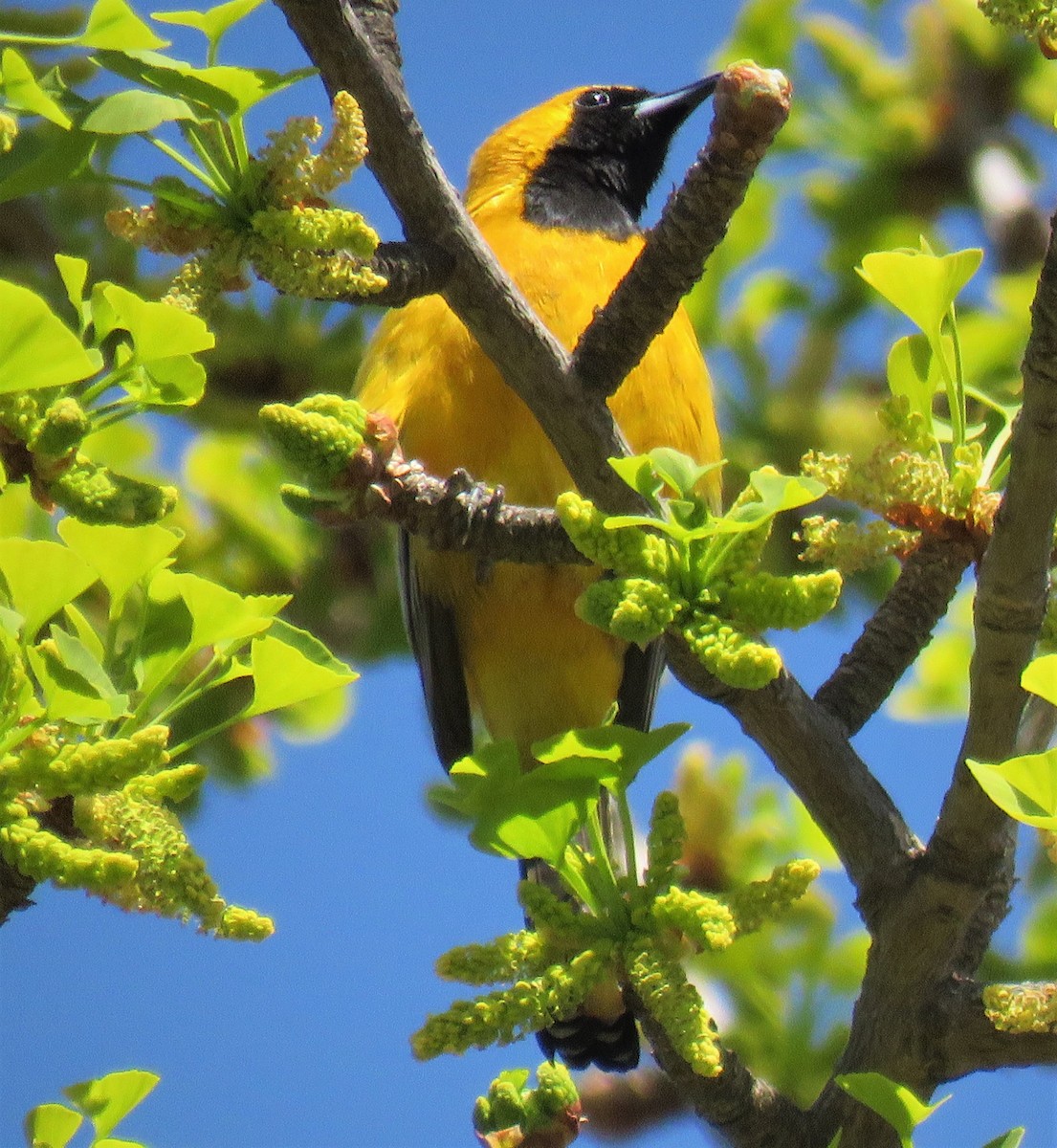 Hooded Oriole (nelsoni Group) - ML318021611