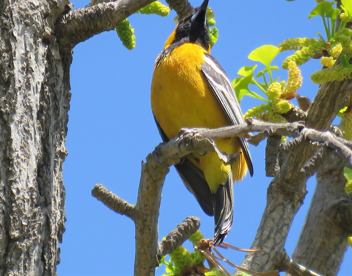 Hooded Oriole (nelsoni Group) - ML318021711