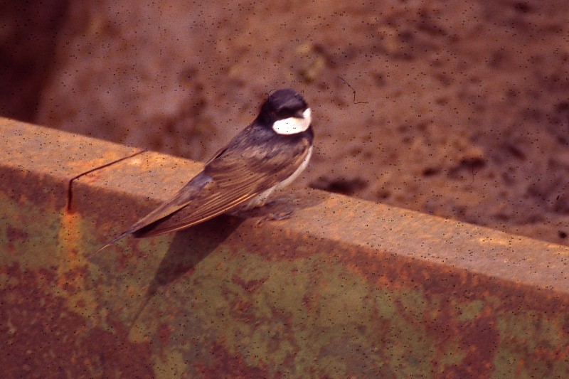 Black-collared Swallow - Jose Antonio Lama