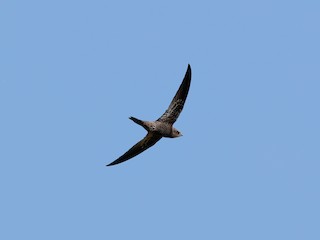  - African Swift (African)