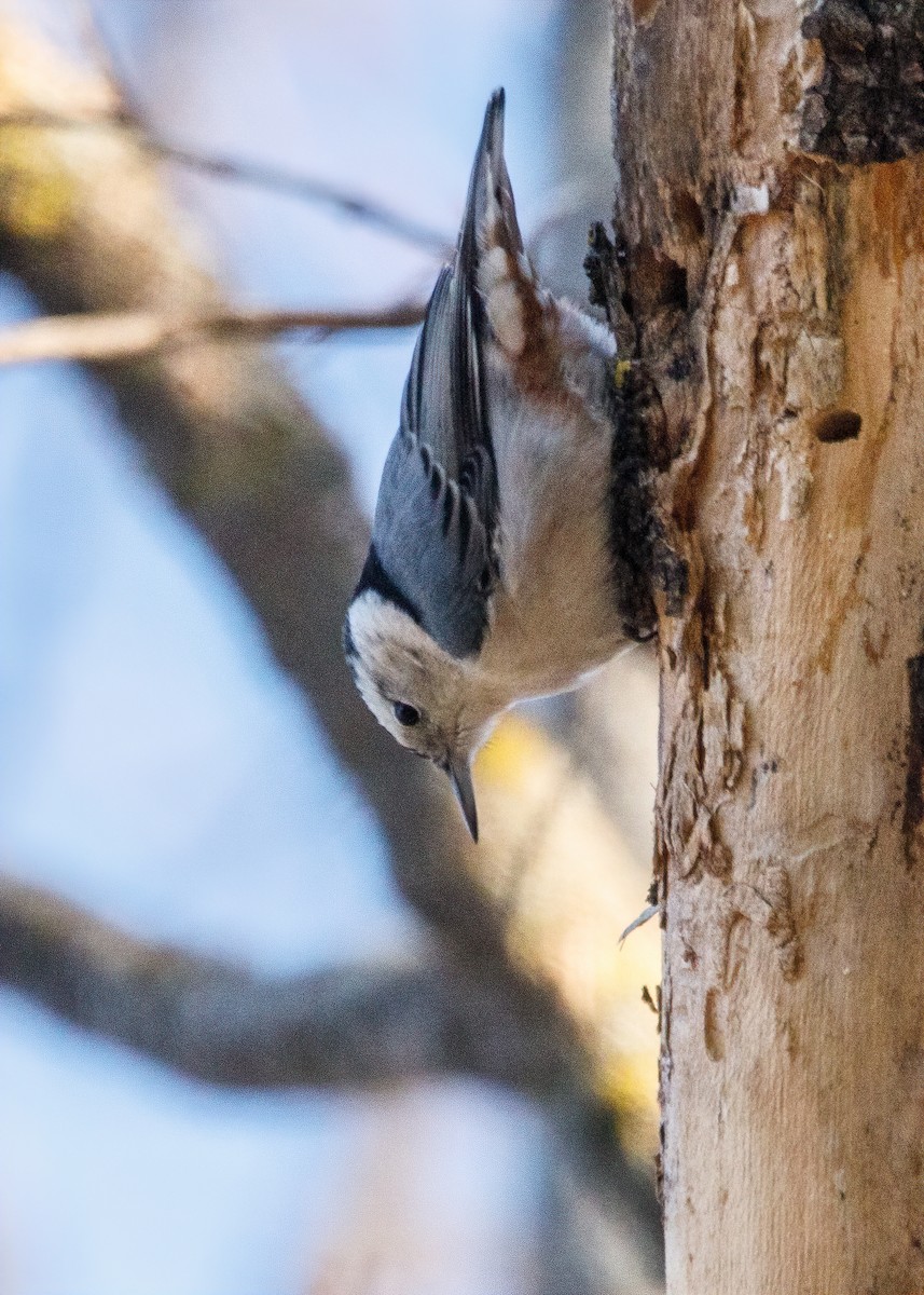 White-breasted Nuthatch - ML318032851