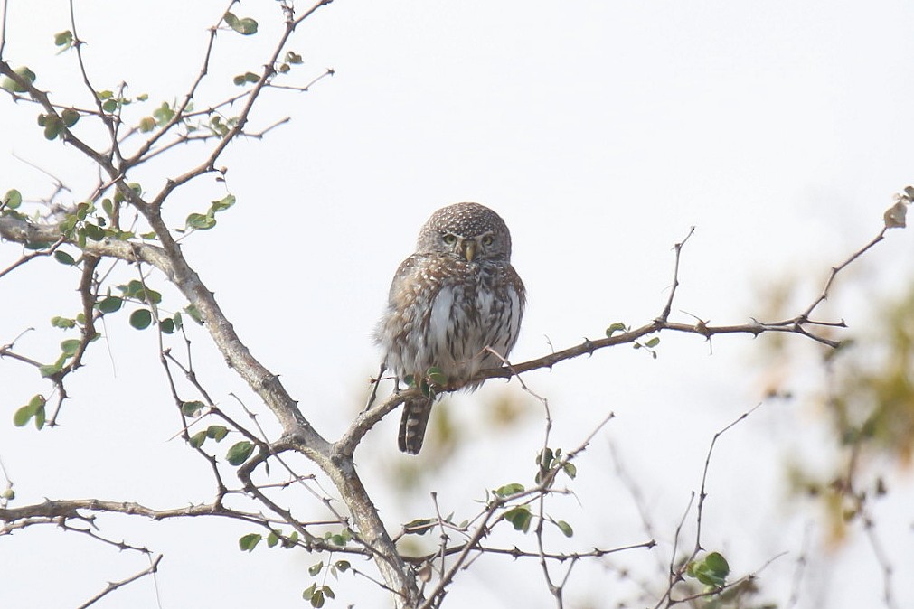 Pearl-spotted Owlet - ML31803481
