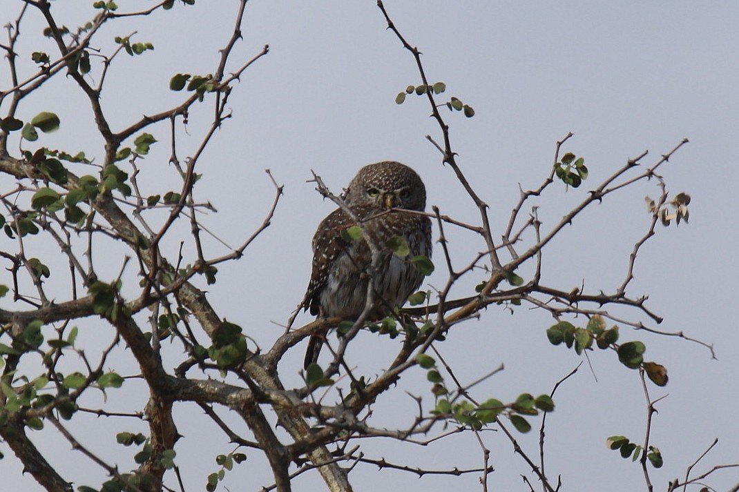 Pearl-spotted Owlet - ML31803491