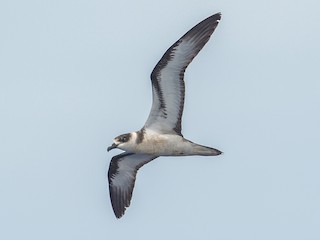  - Vanuatu Petrel