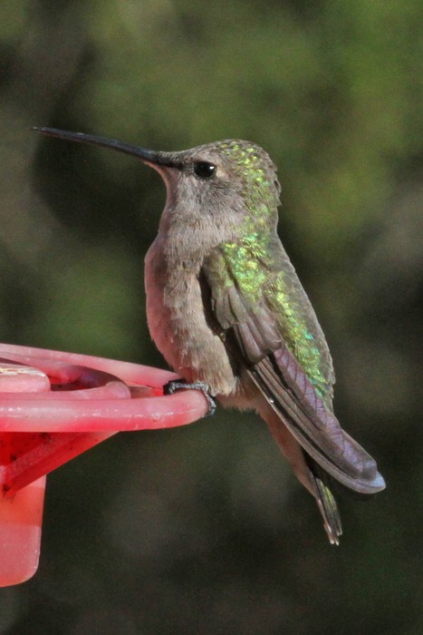 Black-chinned Hummingbird - Terry Hibbitts