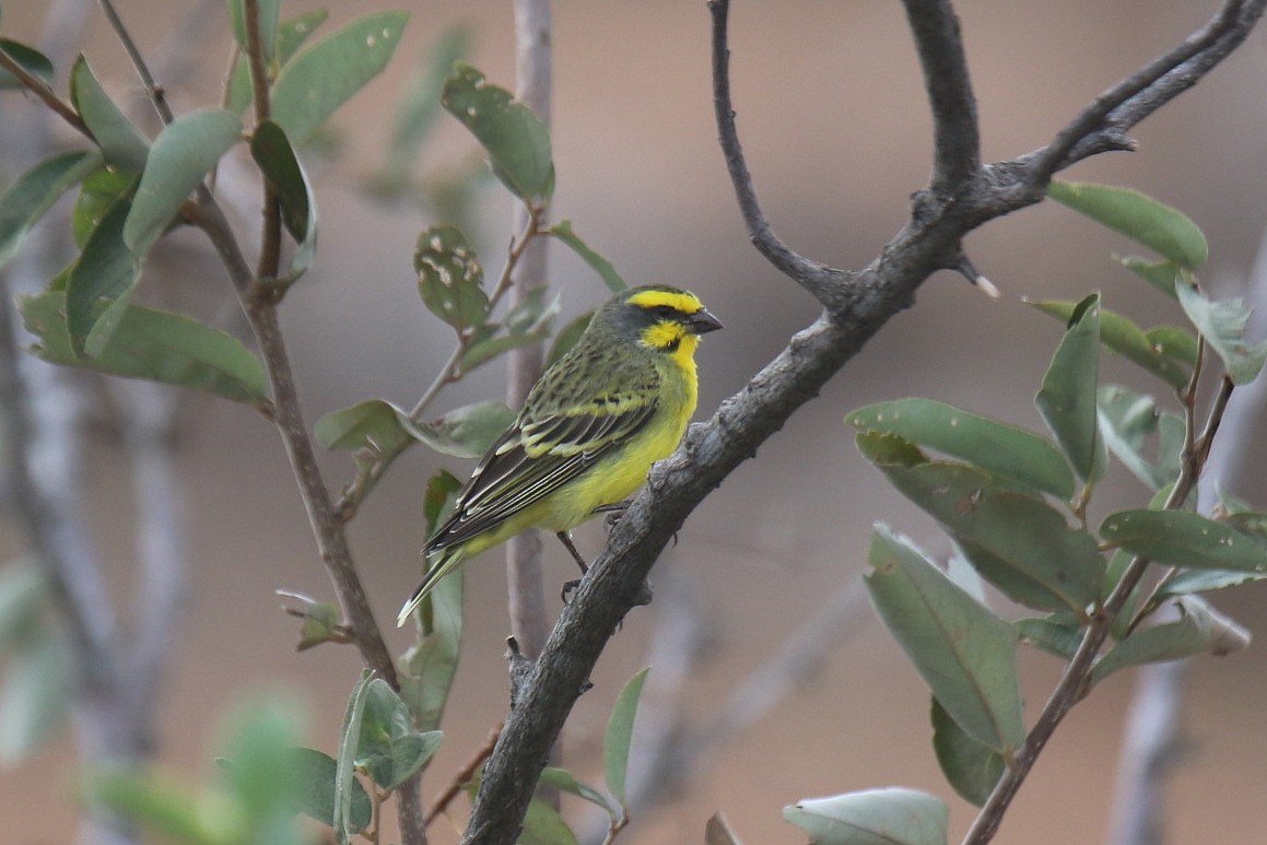 Yellow-fronted Canary - ML31803711