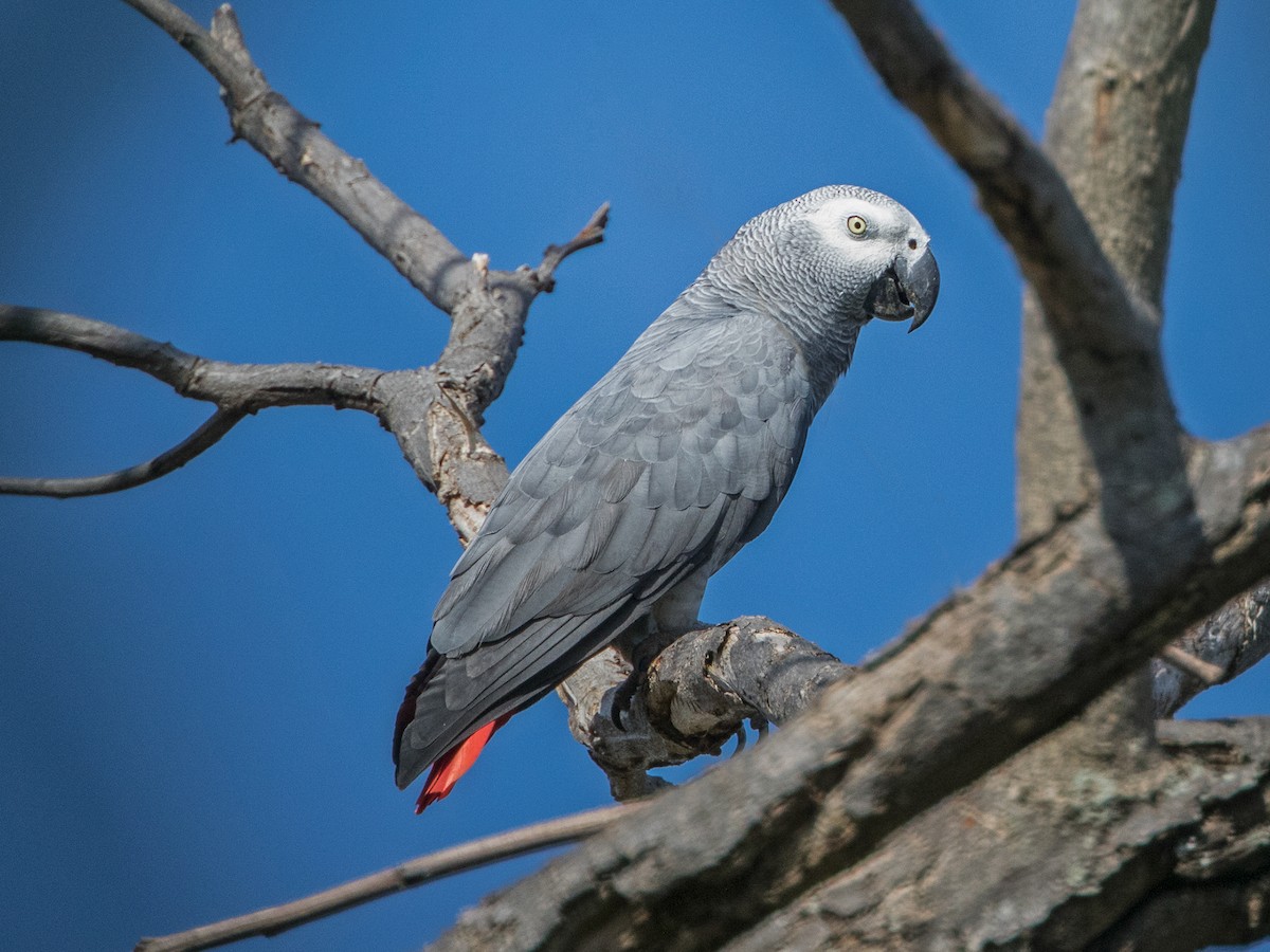 African store grey parakeet