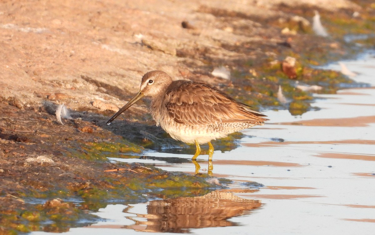 Long-billed Dowitcher - ML318037701