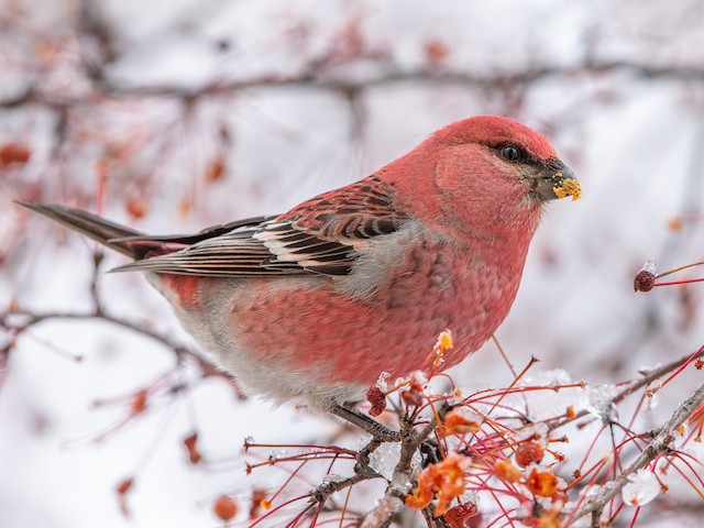 pine grosbeak