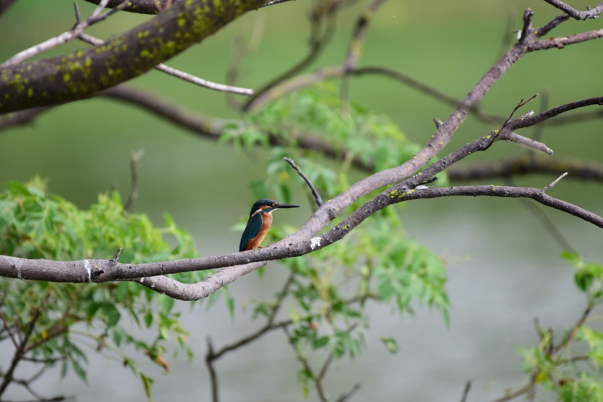 Common Kingfisher - Tatsutomo Chin