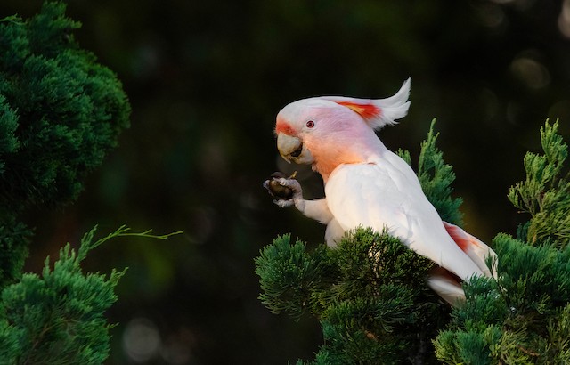 クルマサカオウム Ebird