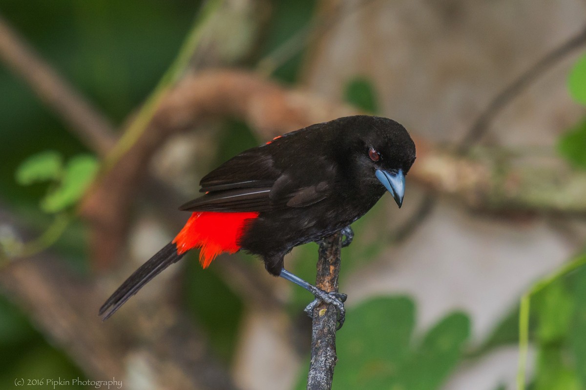 Scarlet-rumped Tanager (Passerini's) - ML31805541