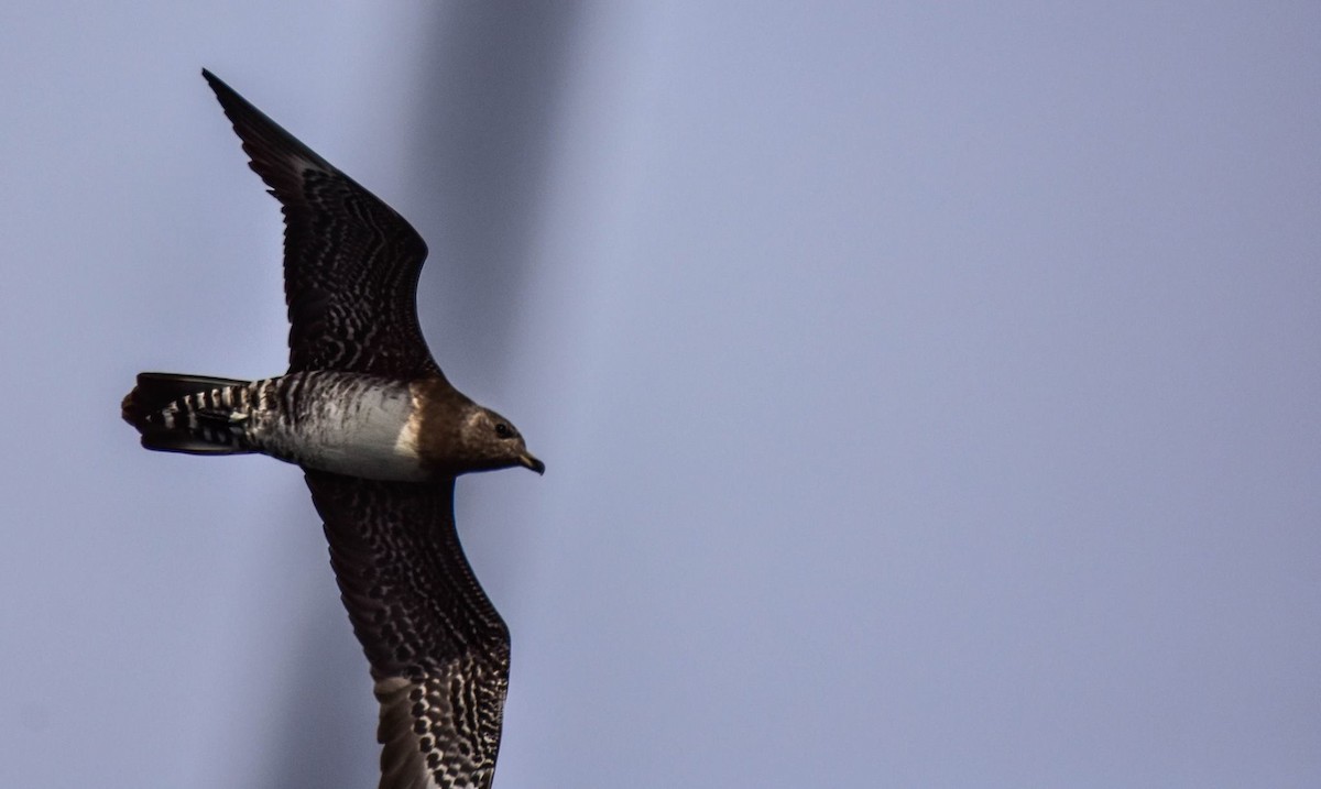 Long-tailed Jaeger - Nova Scotia Bird Records