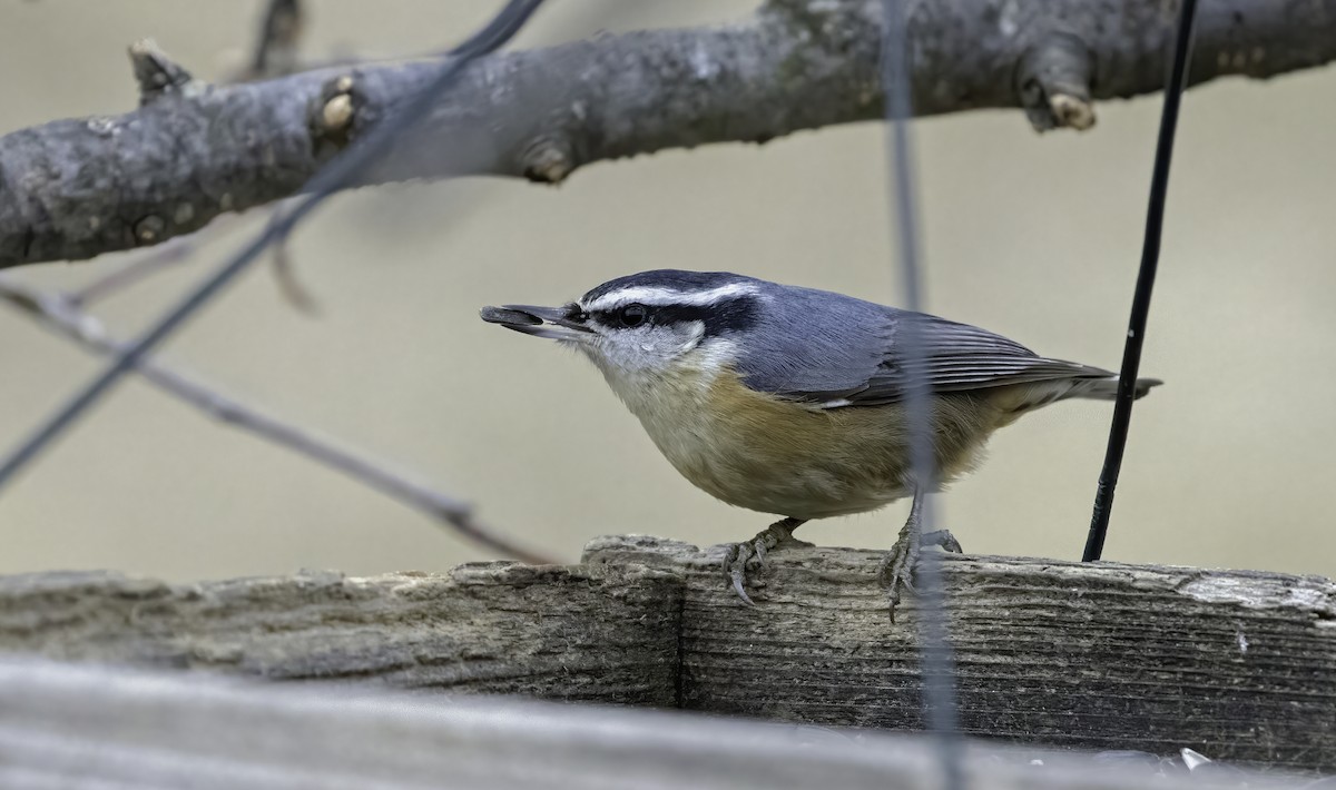 Red-breasted Nuthatch - ML318058941