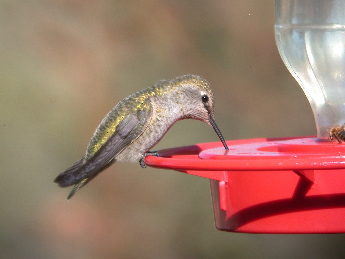 Anna's Hummingbird - Chris Wood