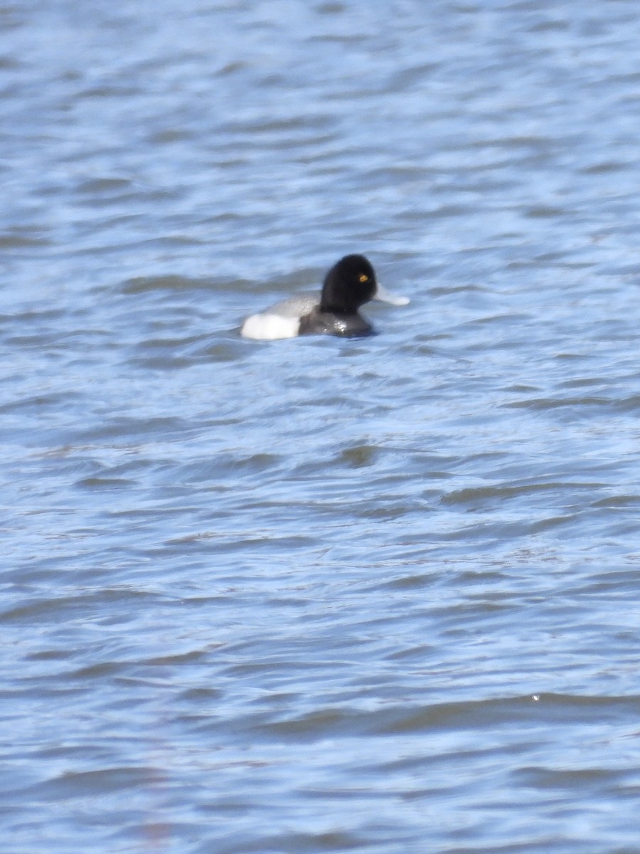 Lesser Scaup - Tracy Mosebey