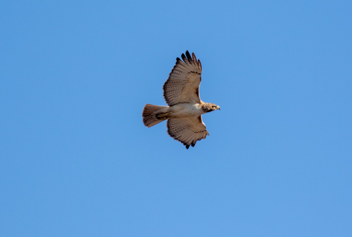 Red-tailed Hawk - ML318069511