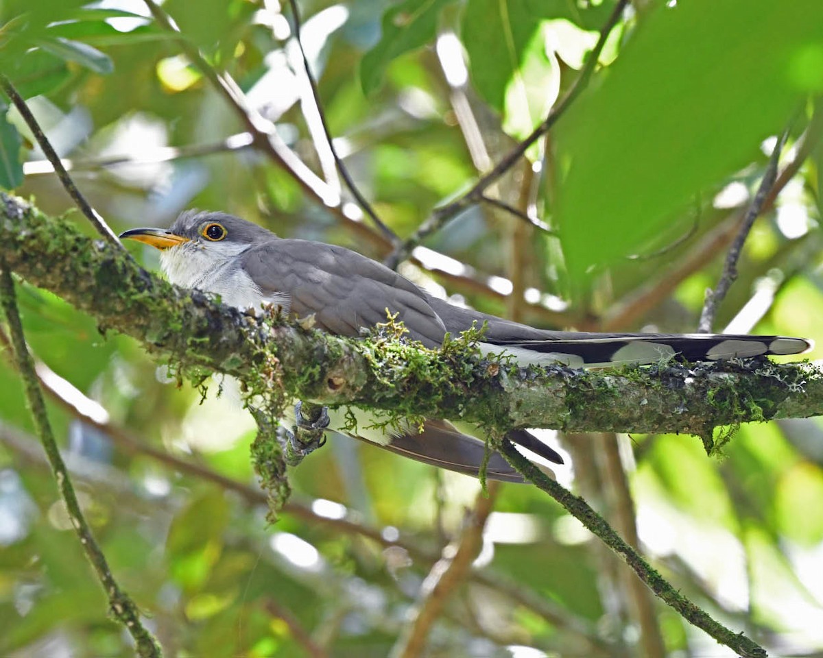 eBird Checklist 9 Mar 2021 Parque Nacional Amboro 33 species