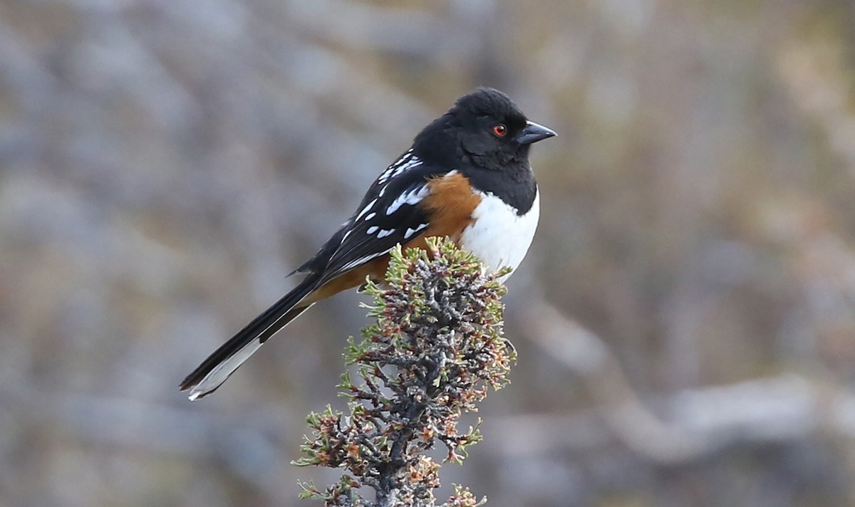 Spotted Towhee - ML318071891