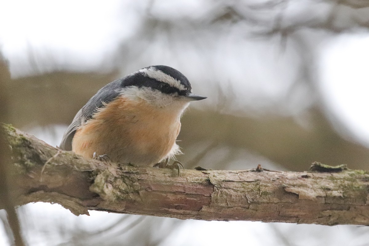 Red-breasted Nuthatch - Martina Nordstrand