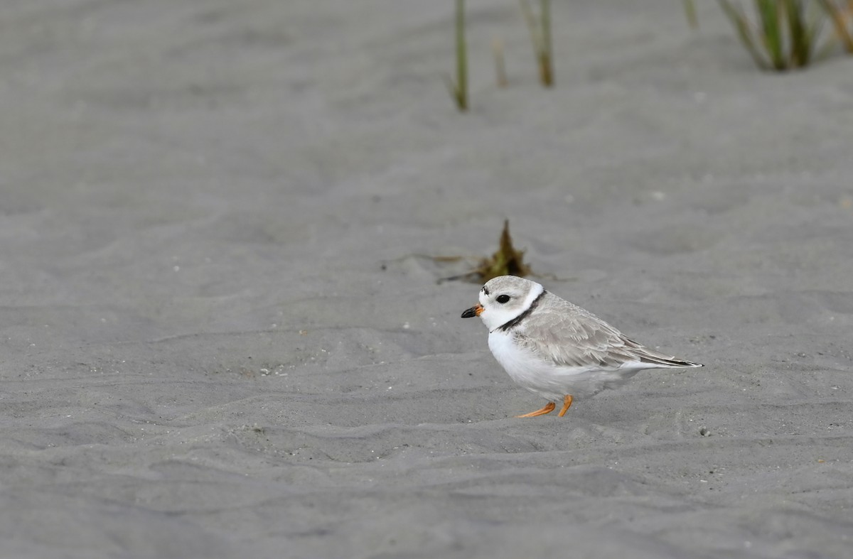 Piping Plover - ML318074321