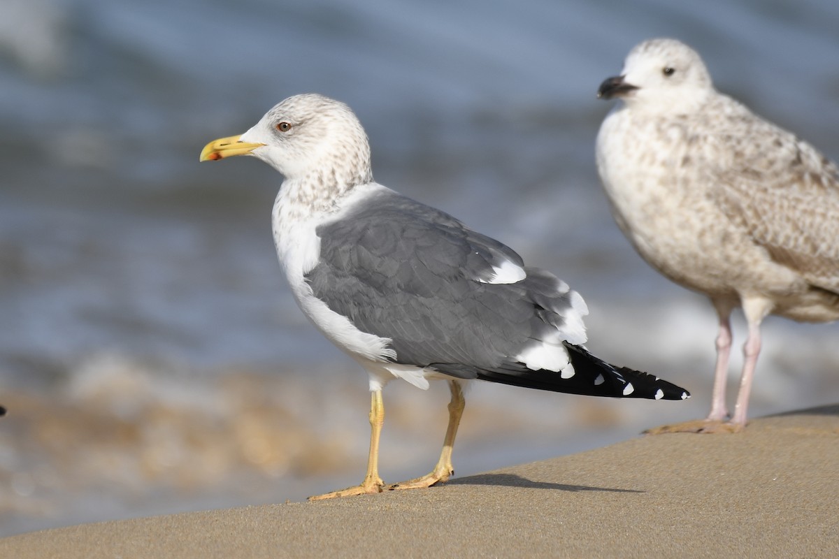 Lesser Black-backed Gull (taimyrensis) - Jugdernamjil Nergui