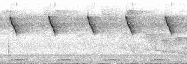 Белобородый колибри-отшельник - ML31808